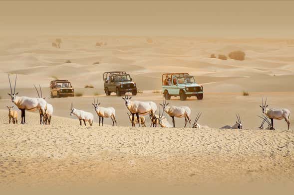 Desert Safari nell'Oasi di Al Marmoom in un 4x4 vintage