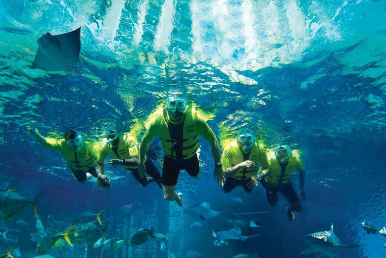 Snorkeling nell'Aquaventure Waterpark