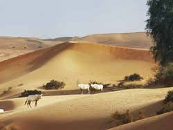 Dubai Desert Conservation Reserve