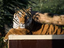 Tigre del Safari Park